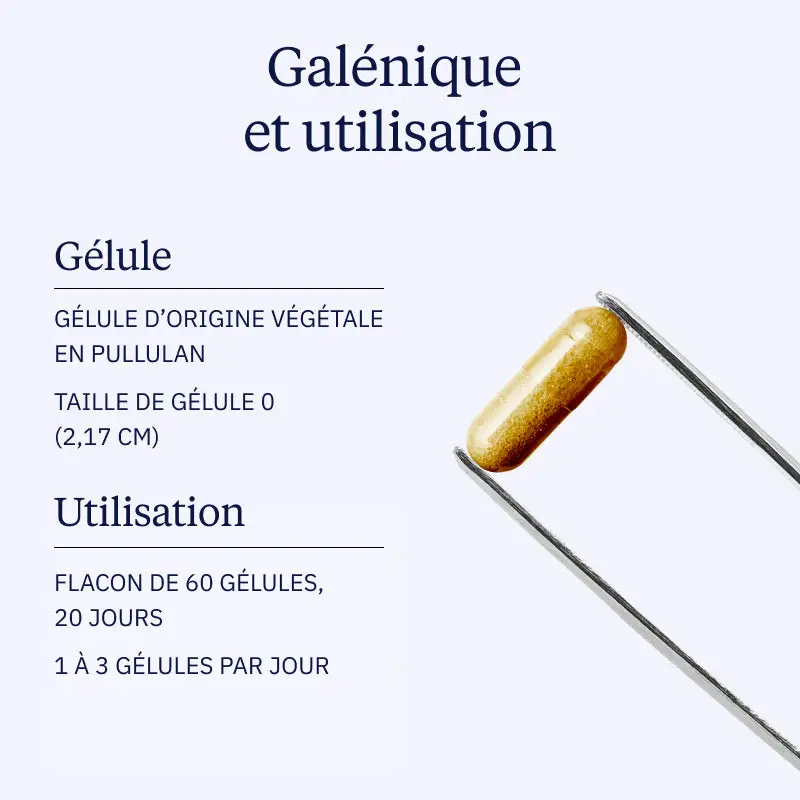Maitaké BIO - Image 4