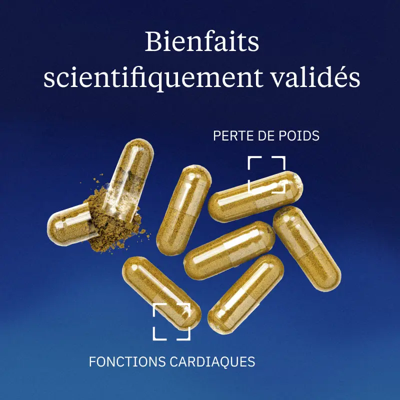 Thé Vert BIO - Image 2