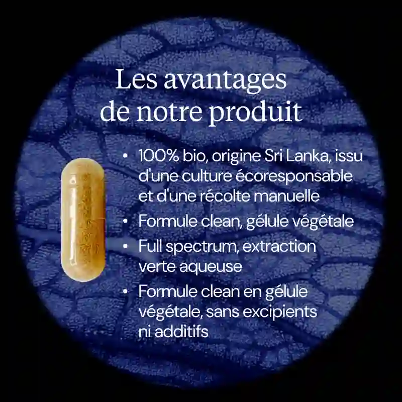 Thé Vert BIO - Image 3